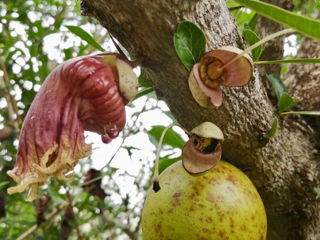 Mexican Calabash Tree Seeds ~ Crescentia Alata ~ Garden ~ Grow Your Own ~ Spring Flowers ~ Instead of Flowers ~ Unique