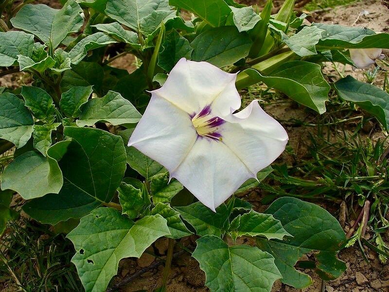 Unique Angel’s Trumpet Seeds ~ Datura Discolor ~ Desert Thornapple ~ Trumpet Creeper ~ Fresh Seeds ~ Blooms ~ Flowers ~ Fragrance ~ Pretty