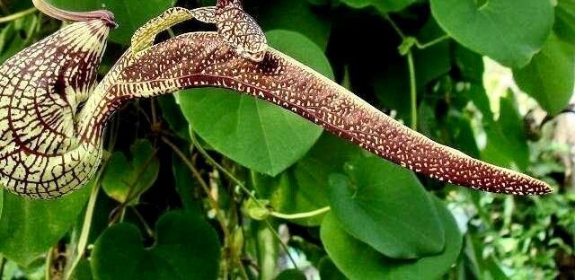 Unique Gaping Dutchman's Pipevine ~ Aristolochia Ringens ~ Bizarre Flowets ~ Plants ~ Cool Flowers ~ Exotic