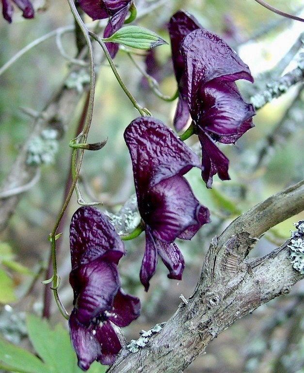 Rare Red Wine Climbing Monk's Hood Seeds ~ Aconitum Hemsleyanum ~ Devil's Helmet ~ Herbaceous Perennial Plants ~ Rare