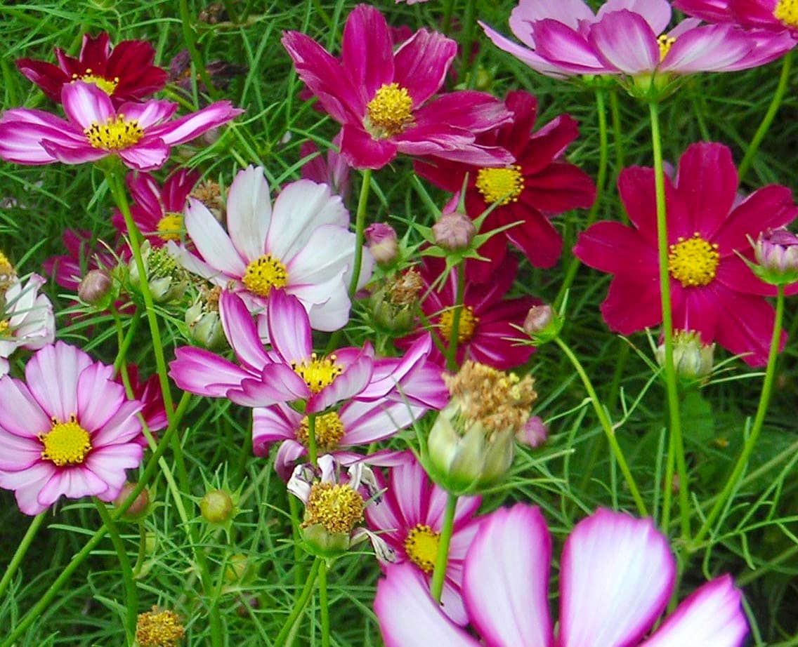 Picotee Cosmos Seeds ~ Cosmos ~ Cool Flowers ~ Grow Your Own ~ Butterflies ~ Bees ~ Annual ~ Summer ~ Spring ~ Bouquets