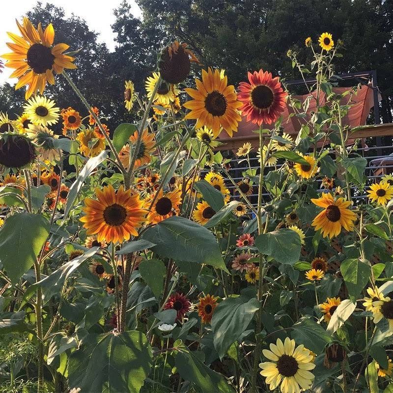 Pretty Colorful Mix Sunflower Seeds ~ Helianthus Annuus ~ Pretty Flowers ~ Garden ~ Fall ~ Heirloom Seeds ~ Autumn