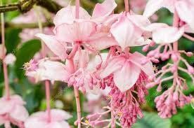 Pink Medinilla Magnifica Seeds ~ Rose Grape ~ Pink Lantern Plant ~ Chandelier Tree ~ Snowy Medinilla ~ Malaysian Orchid