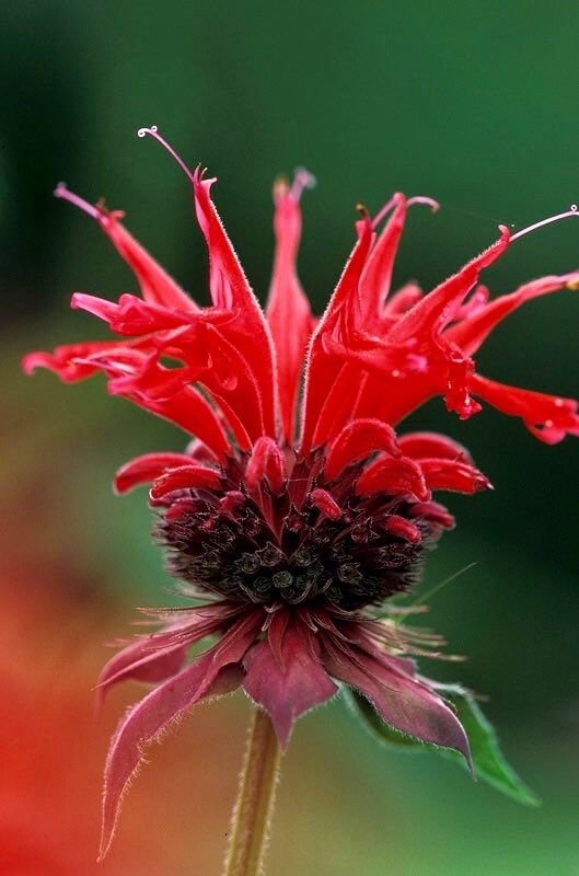 Scarlet Bee Balm Seeds ~ Monarda Didyma ~ Bees ~ Spring Time ~ Grow Your Own ~ Spring ~ Flowers