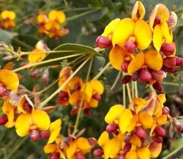 Rare Bookleaf Seeds ~ Daviesia Cordata ~ Grow Your Own ~ Spring Flowers ~ Purple