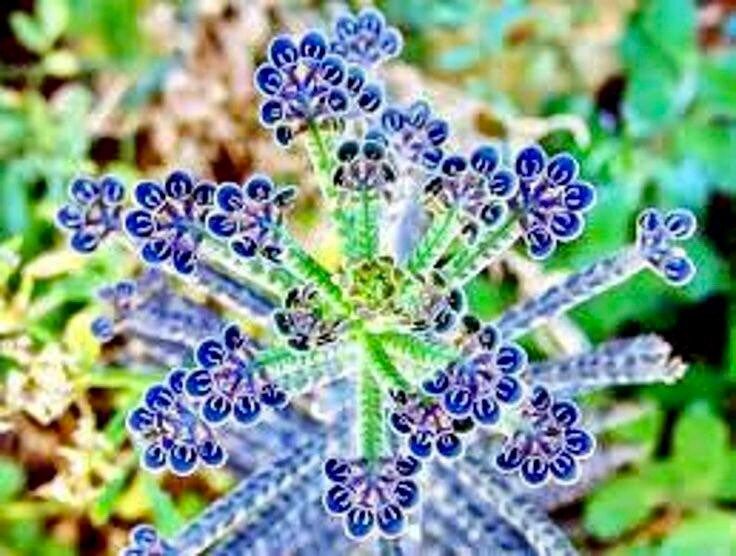 Blue Kalanchoe Flower Seeds ~ Succulent ~ Easy Care ~ Grow Your Own ~ Spring Flowers ~ Instead of Flowers ~ Houseplant ~ No Hassle
