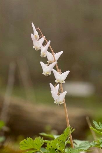 Dutchman's Breeches Seeds ~ Dicentra Cucullaria ~ Plants ~ Garden ~ Grow Your Own ~ Spring Flowers ~ Instead of Flowers ~ Presents