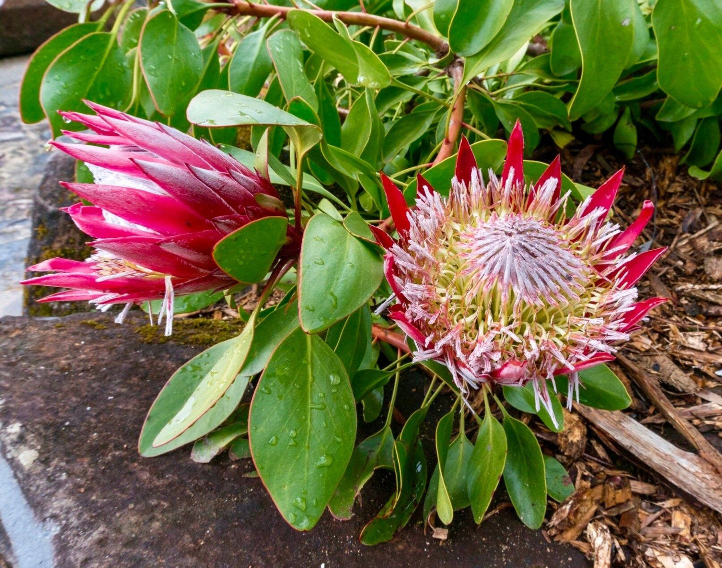 South African Burchell's Sugarbush Seeds ~ Protea Burchellii ~ Bouquets ~ Plants ~ Rare ~ Grow Your Own ~Tropical Flowers ~ Exotic Flowers