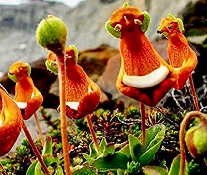unique flower seeds Happy Alien Seeds ~ Darwin's Slipper ~ Calceolaria Uniflora ~ Penguin – Your Plant Bitch