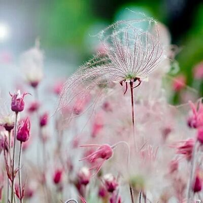 Wild Prairie Smoke Flower Seeds ~ Old Man's Beard ~ Geum Triflorum