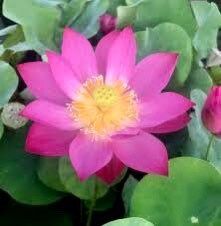 Tiny Red Gulang Lotus Seeds ~ Micro Lotus ~ Teacup Lotus ~ Hydroponic Garden ~ Water Plants ~ Flower Changes Color