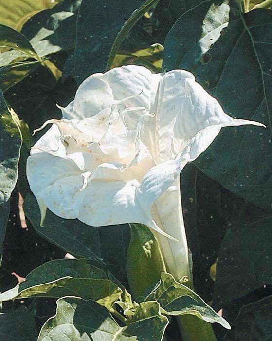 Double Yellow Angel’s Trumpet Seeds ~ Devil’s Trumpet ~ Datura Metel ~ Fresh Seeds ~ Blooms ~ Flowers ~ Instead of Flowers ~ Hummingbirds