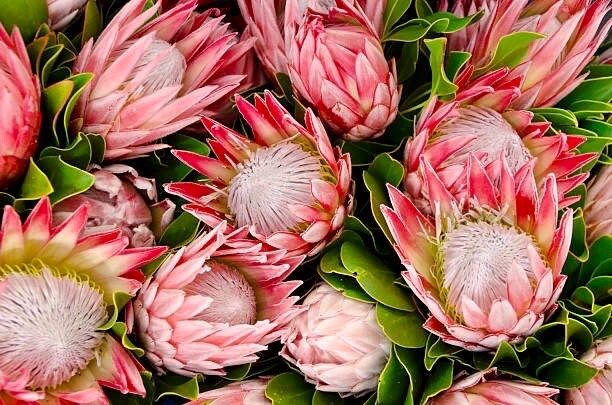 King Protea Seeds ~ Bouquets ~ Plants ~ Rare ~ Grow Your Own ~Tropical Flowers ~ Exotic Flowers