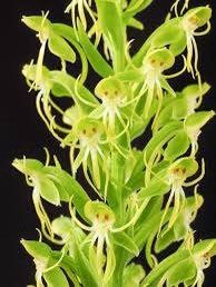 Habenaria Repens Seeds ~ Water-Spider Orchid ~ Orchids ~ Exotic ~ Pretty Flowers ~ Different ~ Orchid