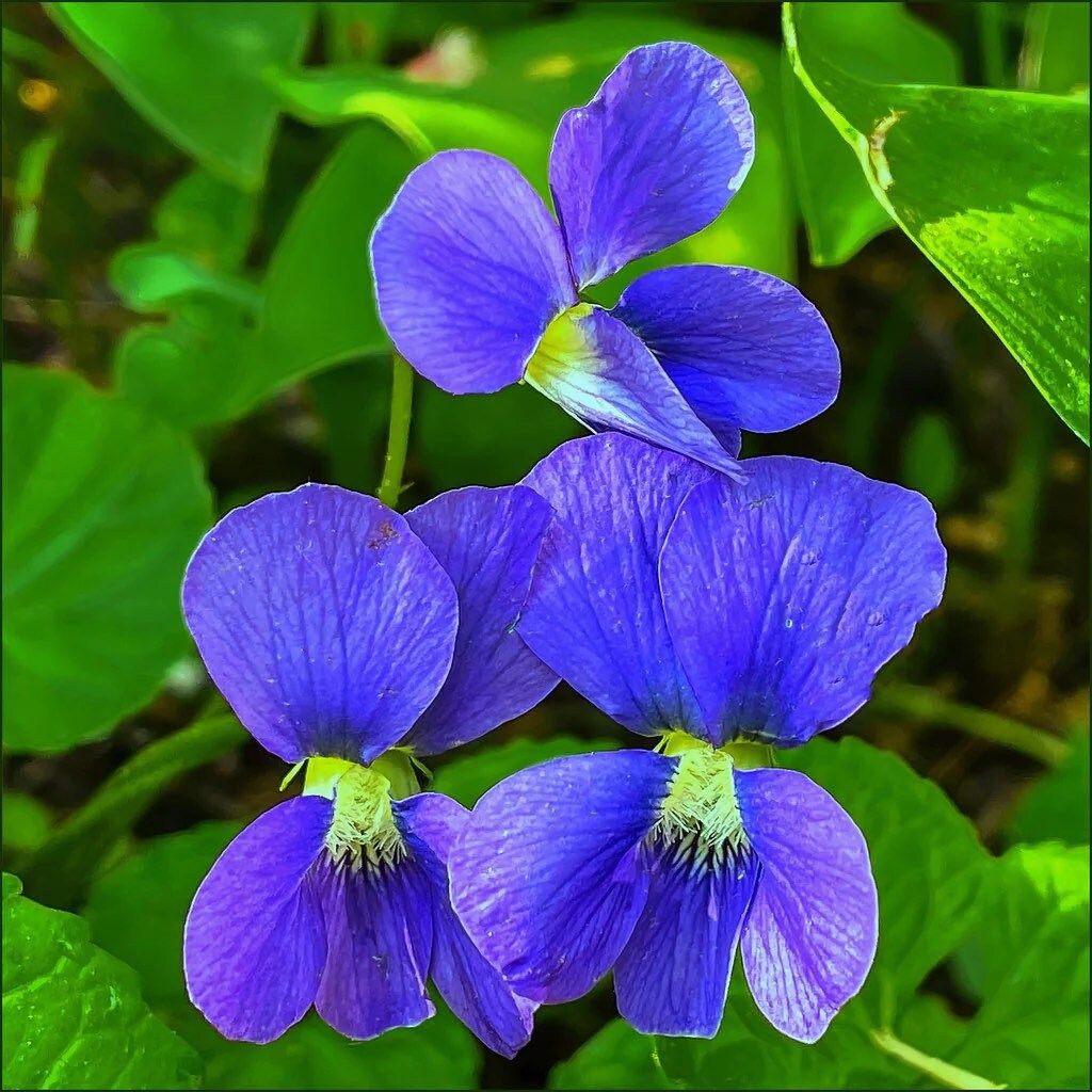 Viola Sororia Sorority Sisters Seeds ~ Flowers ~ Bouquet ~ Garden ~ Easy Growing Flowers ~ Flower Garden ~ Fresh Cut Flowers