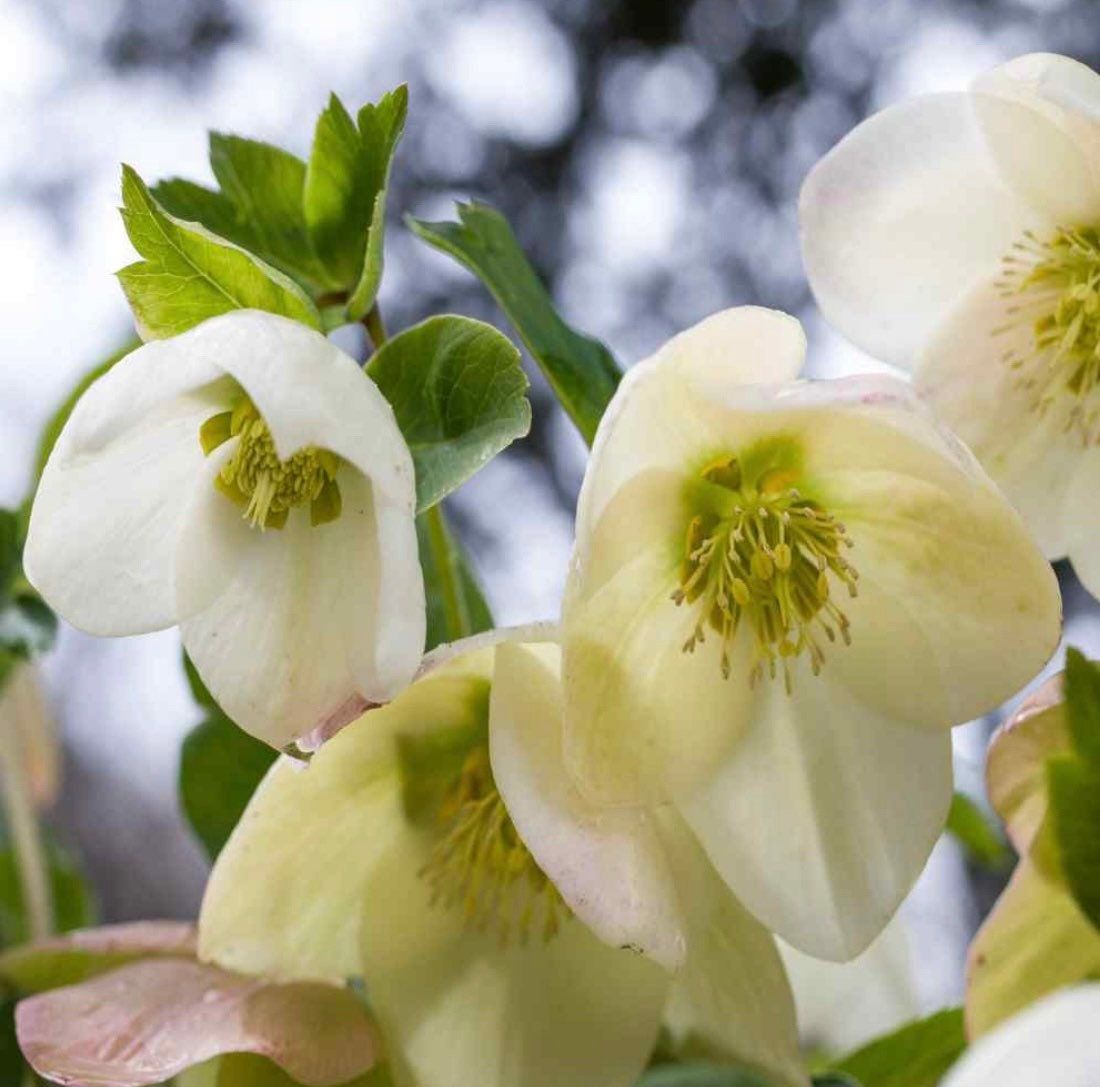 Christmas Rose Seeds ~ Helleborus Niger ~ Plants ~ Garden ~ Grow Your Own ~ Spring Flowers ~ Instead of Flowers ~ Presents