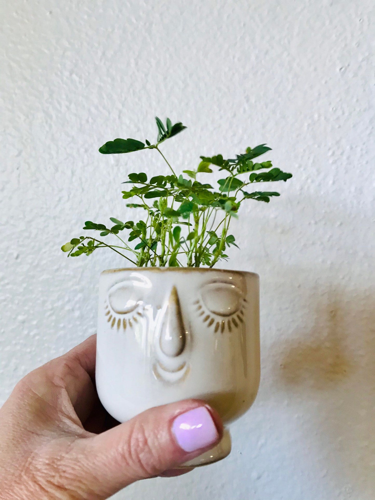 RARE Mimosa Pudica Plant~Touch-Me-NOT Baby Plant with Ceramic Face Pot~Sleepy Plant~Sensitive Plant~Shame Plant~Action Plant~Zombie Plant