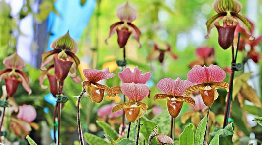 Multi-Colored Lady’s Slipper Orchid Starter Grow Kit ~ Stocking Stuffers ~ Fun Projects