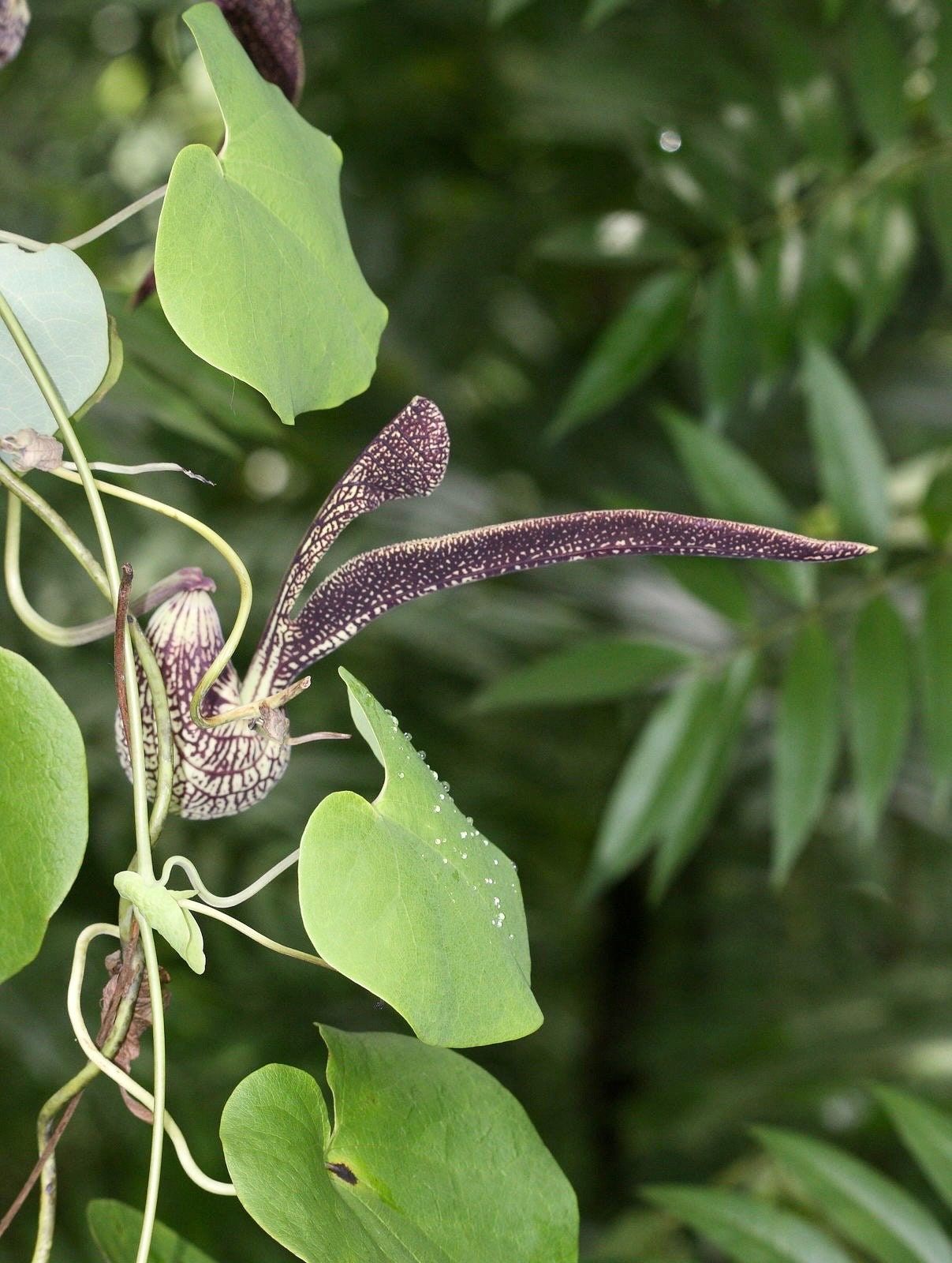 Unique Gaping Dutchman's Pipevine ~ Aristolochia Ringens ~ Bizarre Flowets ~ Plants ~ Cool Flowers ~ Exotic