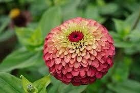 Zinnia “Queen Lime Red” Seeds ~ Flowers ~ Butterflies Love ~ Non-GMO Seeds ~ Cool Flowers ~ Rare