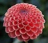 Miniature Ball Dahlia ‘Barbarry Red Baron’ Seeds ~ Plants ~ Garden