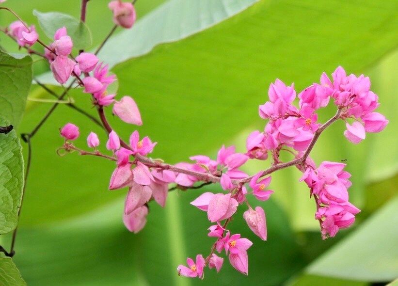 Rare Pink Coral Vine Chain of Love Seeds ~ Antigonon Leptopus ~ Heart Shaped Flowers ~ Blooms ~ Cut Flowes ~ Beautiful ~ Bouquets