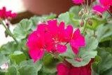 Violet Geranium Seeds ~ Pelargonium Fl Violet ~ Garden ~ Grow Your Own ~ Spring Flowers ~ Instead of Flowers ~ Flowers