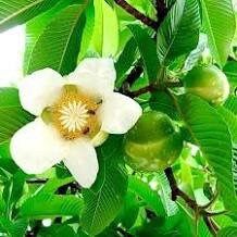 Rare Elephant Apple Tree Seeds ~ Ou Tenga ~ Dillenia Indica ~ Tropical ~ Plants ~ Garden ~ Grow Your Own ~ Spring Flowers