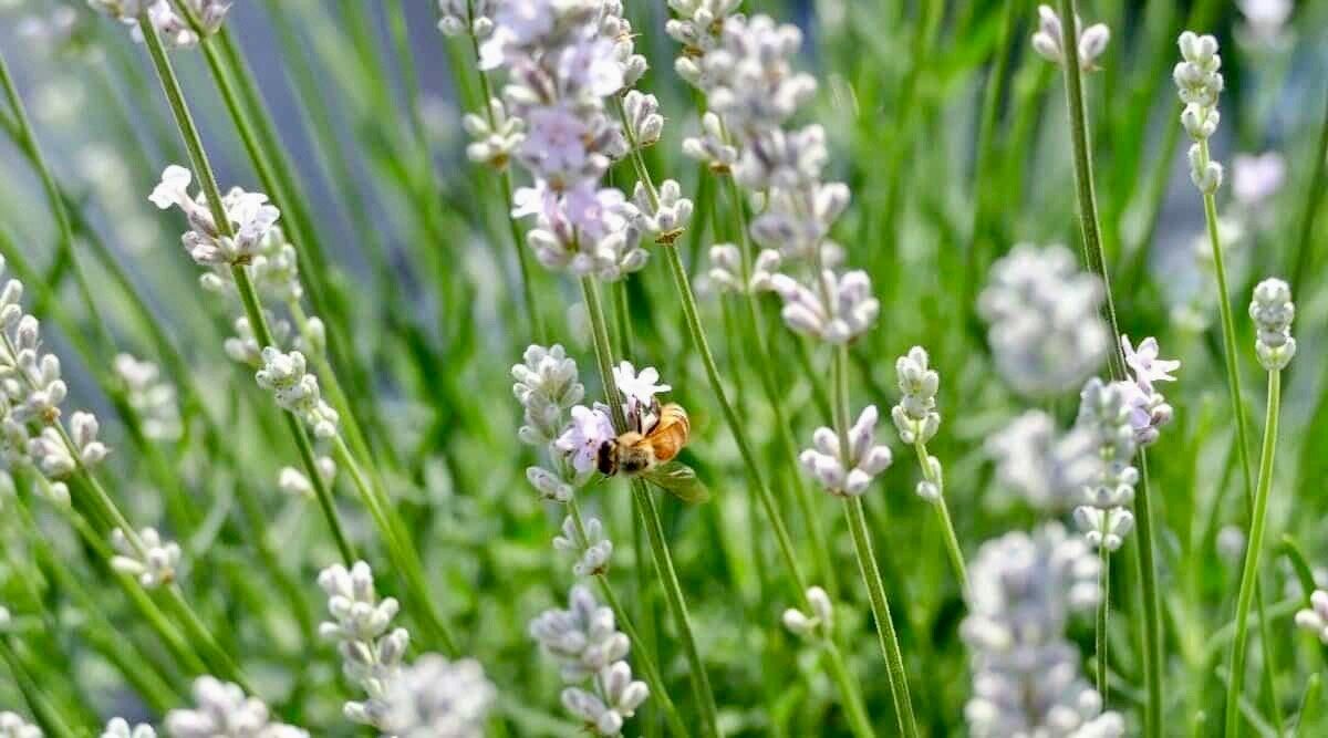 Rare White Lavender ~ Lavendula Ellagance ~ Plants ~ Garden ~ Grow Your Own ~ Spring Flowers ~ Instead of Flowers ~ Died Bouquets