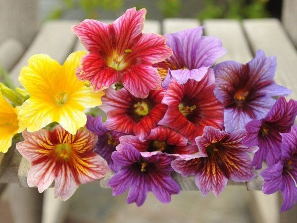 Salpiglossis Seeds ~ Painted Tongue ~ plants ~ Garden ~ Grow Your Own ~ Spring Flowers ~ Instead of Flowers ~ Flowers