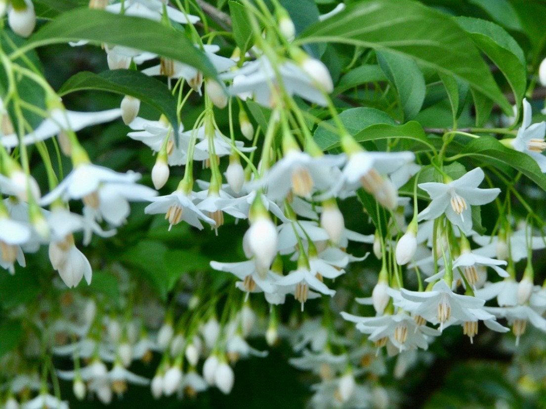 White Japanese Snowbell Seeds ~ Styrax Japonicus ~ Grow Your Own ~ Spring ~ Houseplants ~ Bonsai ~ Beautiful Flowers