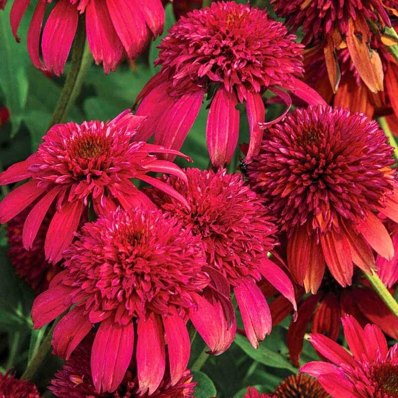 Double Cranberry Coneflower Seeds ~ Echinacea Hybrid ~ Flowering Plant ~ Unusual Flowers ~ Flower ~ Growing Flowers ~ Garden ~ Plant