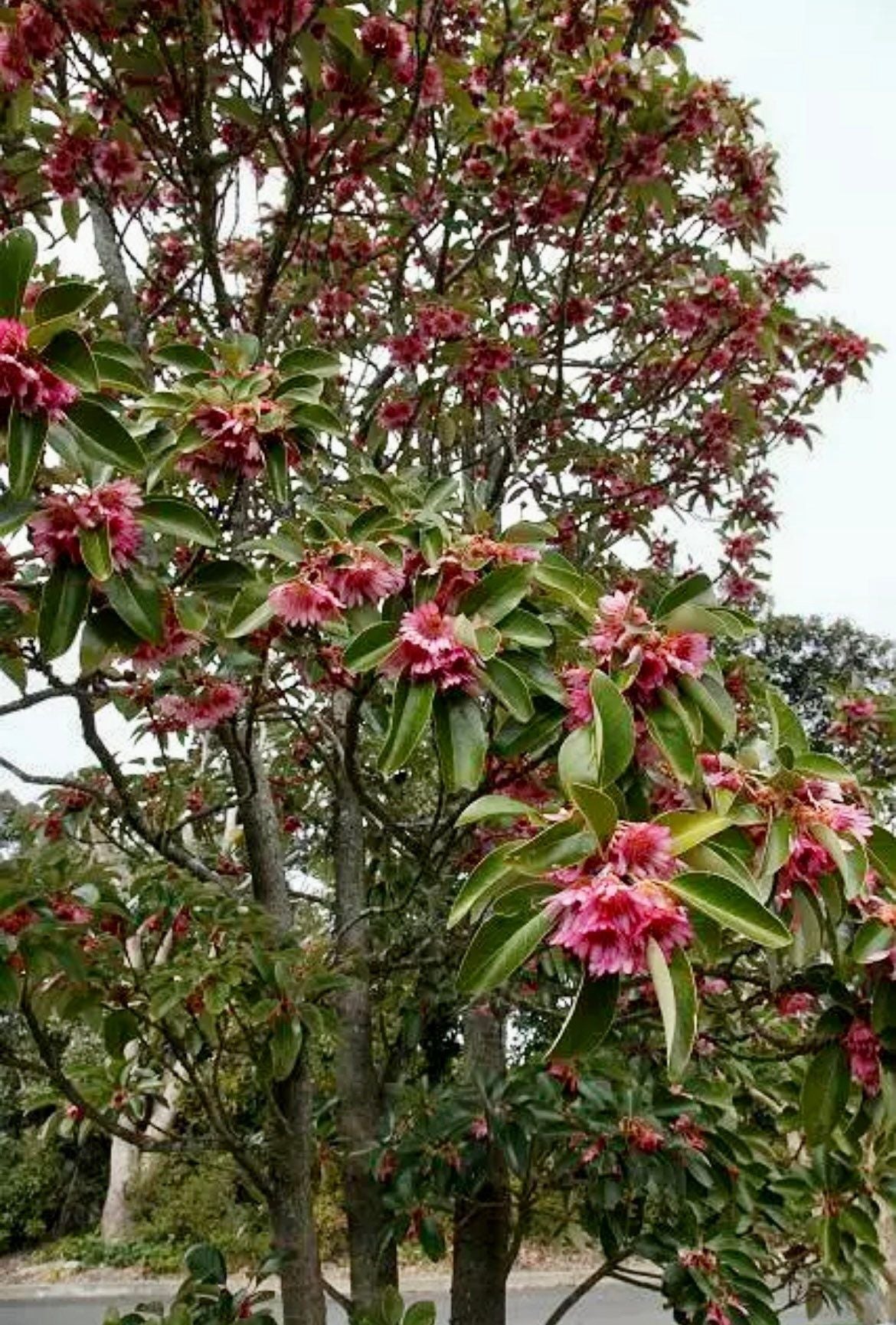 Protected Shrub Tree Hong Kong Rose Seeds ~ Rhodoleia Championii ~ Cool Flowers ~ Rare