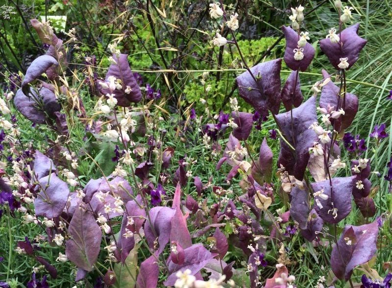 Streptanthus Farnsworthianus Seeds ~ Farnsworth’s Jewel Flower ~ Blooms ~ Climbing Perennial ~ Grow Your Own ~ Spring