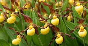 Pink Lady’s Slipper Orchid Starter Grow Kit ~ Cypripedium Parviflorum ~ Stocking Stuffers ~ Fun Projects