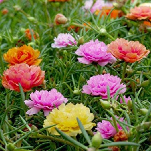 Mixed Color Moss Seeds ~ Rose Purslane Double Flower Seeds ~ Plants ~ Garden ~ Grow Your Own ~ Spring Flowers