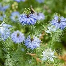 Nigella Damascena Miss Jekyll Light Blue Seeds ~ Love-in-the-Mist ~ Rare ~ Rare Plants