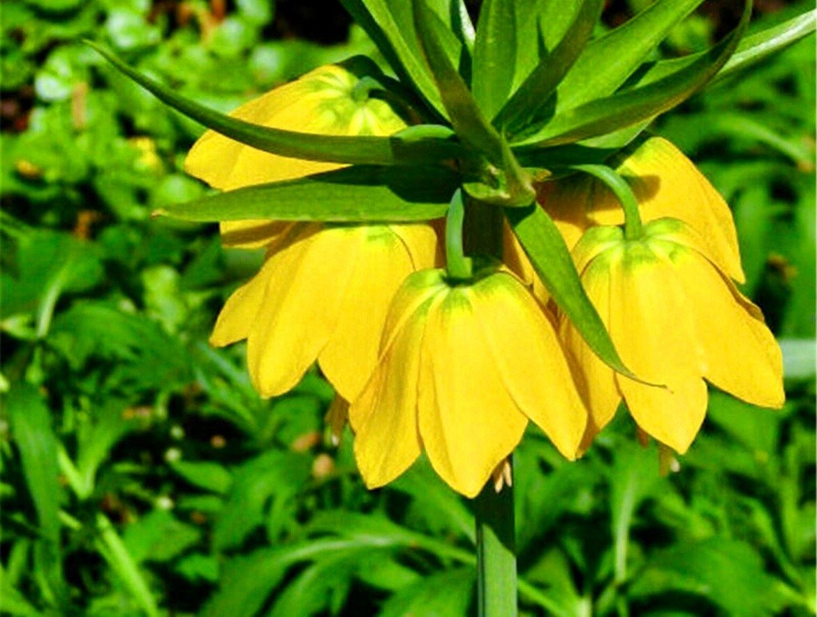 Yellow Crown Imperialis Seeds ~ Fritillaria Imperialis ~ Exotic ~ Unique ~ Fun ~ Bees ~ Butterflies ~ Beautiful Flowers ~ Dr Seuss