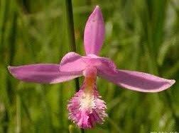 Pogonia Ophioglossoides Seeds ~ Snakemouth Orchids ~ Rose Pogonia ~ Exotic ~ Swamp ~ Unique ~ Pink ~ Flowers ~ Orchid