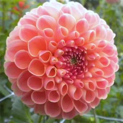 Miniature Ball Dahlia ‘Barbarry Red Baron’ Seeds ~ Plants ~ Garden