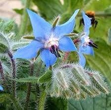 Blue Borage Seeds ~ Starflower ~ Plants ~ Garden ~ Grow Your Own ~ Spring Flowers ~ Heirloom Seeds