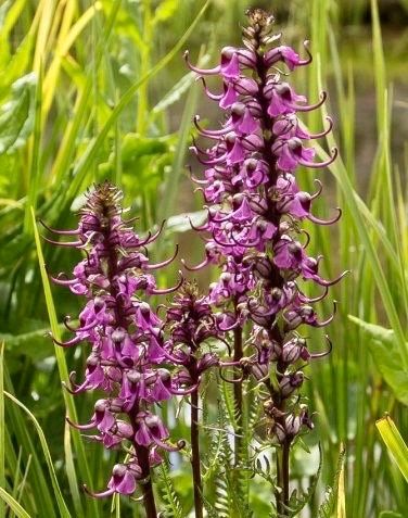 Unusual Pink Lousewort Elephant Head Seeds ~ Pedicularis Groenlandica ~ Garden ~ Grow Your Own ~ Spring Flowers