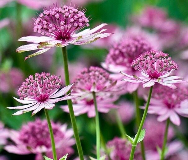 Rosea Astrantia Major Seeds ~ 'Star of Billion' ~ The Great Masterwort ~ Garden ~ Grow Your Own ~ Spring Flowers ~ Instead of Flowers