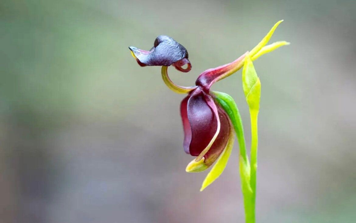 Giant Duck Orchid Seeds ~ Caleana Major ~ Exotic ~ Grow Your Own ~ Bird ~ Unique Flowers ~ Indoor Plants