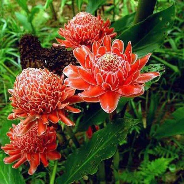 Torch Ginger Seeds ~ Etlingera Elatior ~ Plants ~ Garden ~ Grow Your Own ~ Spring Flowers ~ Instead of Flowers ~ Flowers