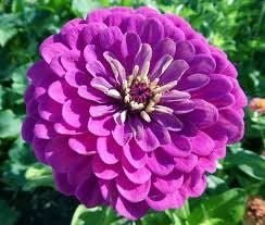 Zinnia Elegans Lilliput Purple Seeds ~ Flowers ~ Butterflies Love ~ Non-GMO Seeds ~ Cool Flowers ~ Bouquets ~ Pretty Flowers ~ Unique