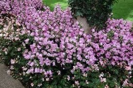 Mixed Canterbury Bells Seeds ~  Campanula Medium ~ Biennial Bloom ~ Spring Time