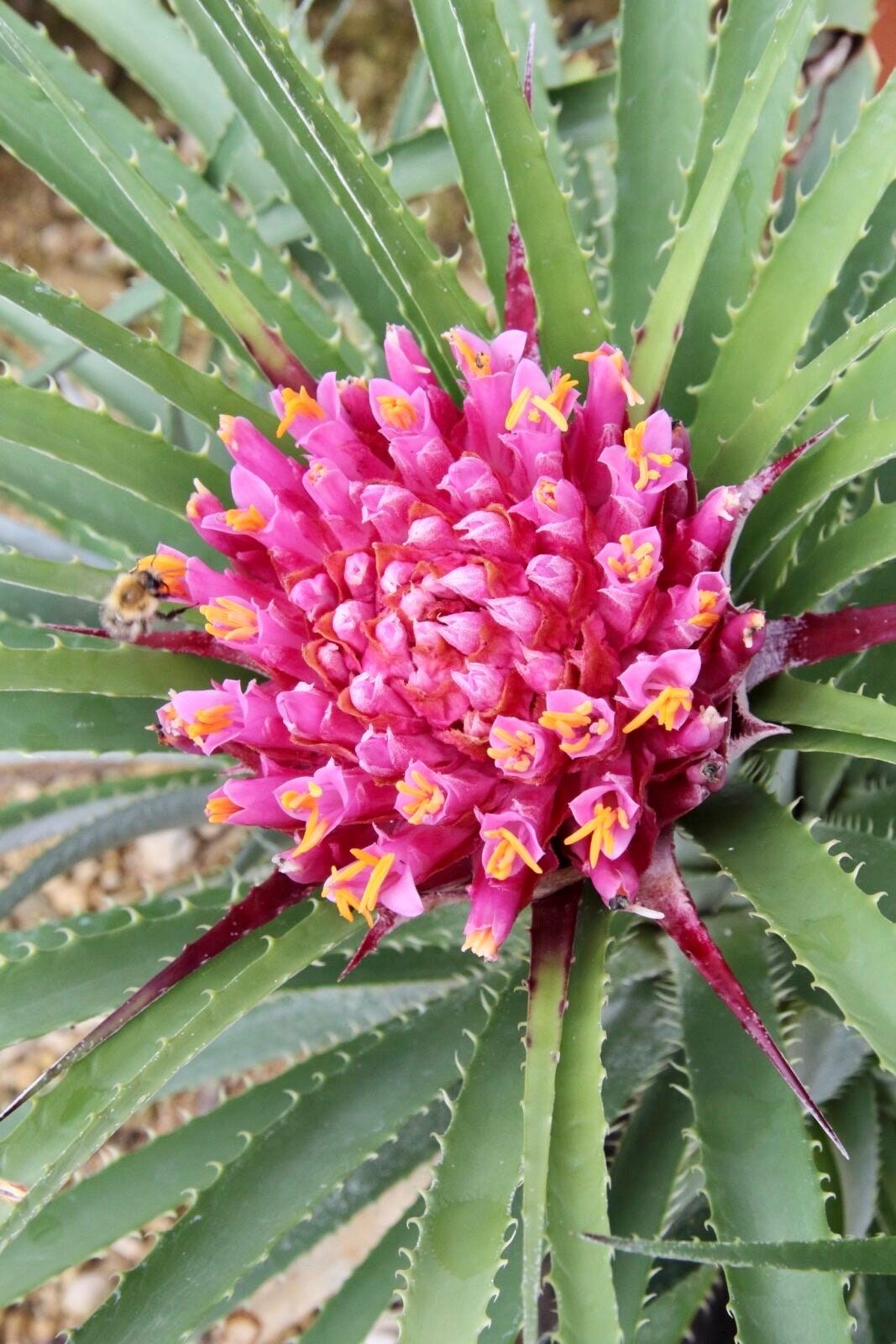 Rare Exotic Pink Chilean Bromeliad Seeds ~ Ochagavia Carnea ~ Tropical ~ Bouquet ~ Fresh Flowers