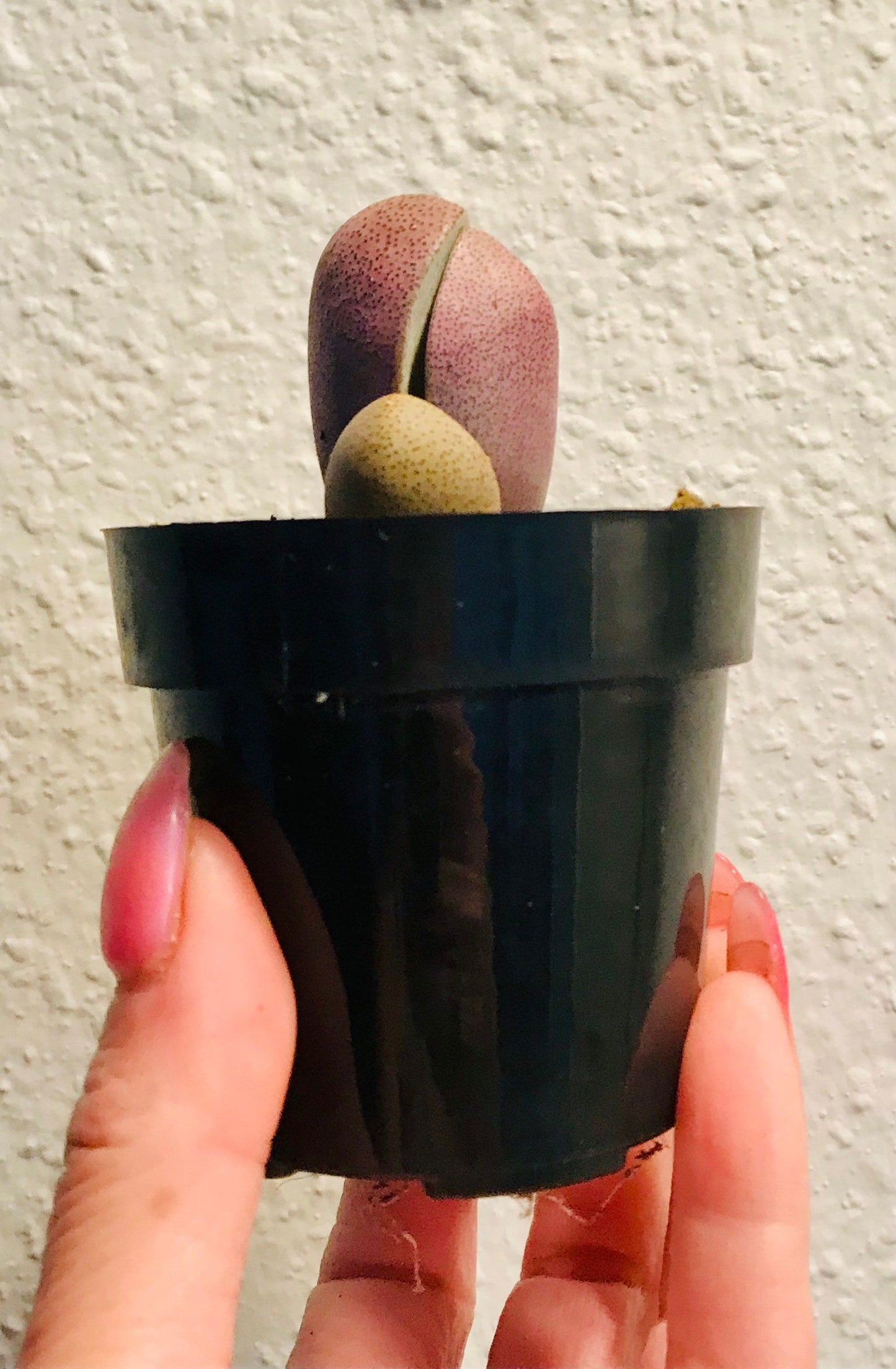 Royal Flush ~ Mimicry Plant ~ Pleiospilos Nelii ~ Purple Split Rock ~ Cleft Stone ~ Succulent