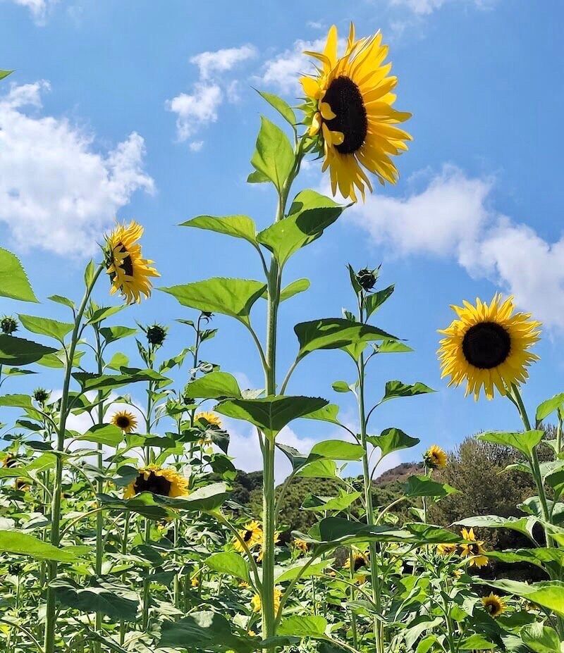 giant sunflower seeds planting Giant 'Sunzilla' Sunflower Seeds ~ Helianthus Annuus ~ Pretty Flowers – Your Plant Bitch